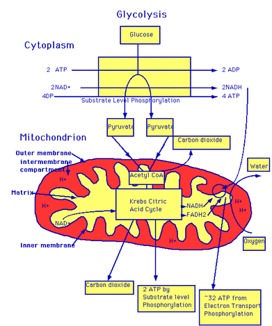 respiration cellular aerobic anaerobic during diagram stages glycolysis which co2 stage cell process mitochondria simplified produced forum freethought where metabolism